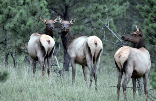 elk_herd